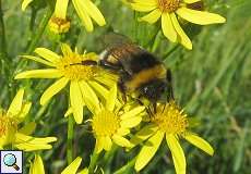 Hummel (Bombus sp.) am Rheinufer Lausward