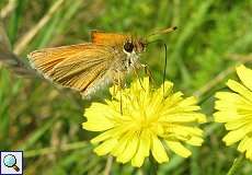 Schwarzkolbiger Braundickkopffalter (Thymelicus lineola) am Rheinufer Lausward