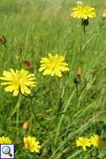 Wiesen-Pippau (Crepis biennis) am Rheinufer Lausward