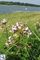 Gewöhnliches Seifenkraut (Saponaria officinalis) am Rheinufer Lausward