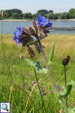 Acker-Ochsenzunge (Anchusa arvensis) am Rheinufer Lausward