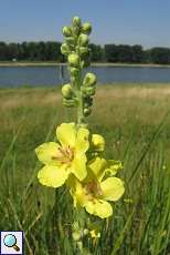 Großblütige Königskerze (Verbascum densiflorum) am Rheinufer Lausward