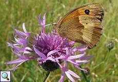 Großes Ochsenauge (Maniola jurtina) auf einer Wiesen-Flockenblume (Centaurea jacea)