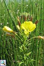 Gewöhnliche Nachtkerze (Oenothera biennis) am Rheinufer Lausward