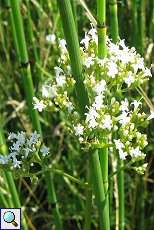 Großer Baldrian (Valeriana officinalis) am Rheinufer Lausward