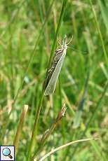 Weißer Graszünsler (Crambus perlella) am Rheinufer Lausward