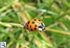 Asiatischer Marienkäfer (Harmonia axyridis) am Rheinufer Lausward