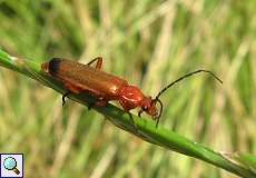 Rotgelber Weichkäfer (Rhagonycha fulva) am Rheinufer Lausward