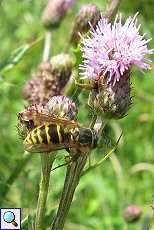 Gemeine Wespe (Vespula vulgaris) auf einer Acker-Kratzdistel (Cirsium arvense) am Rheinufer Lausward