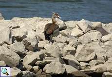 Männliche Nilgans (Alopochen aegyptiaca) am Rheinufer Lausward