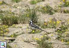 Bachstelze (Motacilla alba) am Rheinufer Lausward