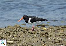 Austernfischer (Haematopus ostralegus) am Rheinufer Lausward