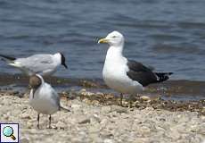 Heringsmöwe (Larus fuscus) am Rheinufer Lausward