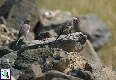 Jugendliche Bachstelzen (Motacilla alba) am Rheinufer Lausward