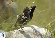 Zwei Stare (Sturnus vulgaris) auf dem Rücken eines Schafes am Rheinufer Lausward