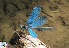 Männliche Blauflügel-Prachtlibelle (Beautiful Demoiselle, Calopteryx virgo)