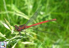 Männliche Frühe Adonislibelle (Large Red Damselfly, Pyrrhosoma nymphula)