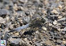 Männlicher Großer Blaupfeil (Black-tailed Skimmer, Orthetrum cancellatum)