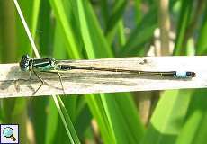 Männliche Große Pechlibelle (Blue-tailed Damselfly, Ischnura elegans)