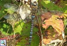 Männliche Herbst-Mosaikjungfer (Migrant Hawker, Aeshna mixta)