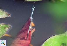 Pokaljungfern bei der Eiablage (Blue-eye, Erythromma lindenii)