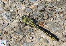 Männliche Westliche Keiljungfer (Western Clubtail, Gomphus pulchellus)