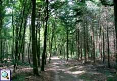 Wald im Naturschutzgebiet Lüsekamp