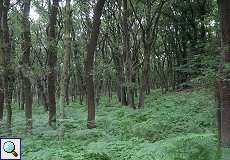 Wald und Farn im Naturschutzgebiet Lüsekamp