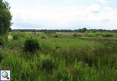 Heidelandschaft im Naturschutzgebiet Lüsekamp