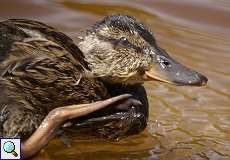 Stockente (Anas platyrhynchos) im Naturschutzgebiet Lüsekamp