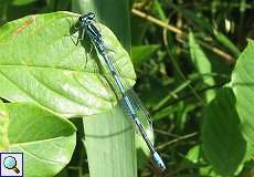 Männliche Hufeisen-Azurjungfer (Coenagrion puella) im Naturschutzgebiet Lüsekamp