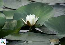 Weiße Seerose (Nymphaea alba) im Naturschutzgebiet Lüsekamp