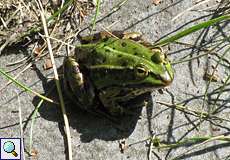 Teichfrosch (Pelophylax esculentus) im Naturschutzgebiet Lüsekamp