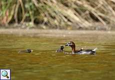 Zwergtaucher-Familie (Tachybaptus ruficollis) im Naturschutzgebiet Lüsekamp