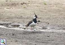 Kiebitz (Vanellus vanellus) im Naturschutzgebiet Lüsekamp