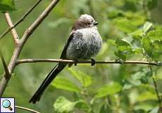 Schwanzmeise (Aegithalos caudatus) im Naturschutzgebiet Lüsekamp