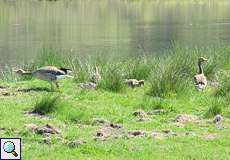 Familie Graugans (Anser anser) im Naturschutzgebiet Lüsekamp