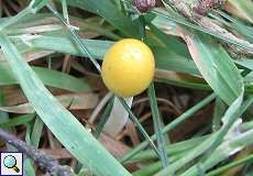 Goldmistpilz (Bolbitius vitellinus) im Naturschutzgebiet Lüsekamp