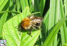 Ackerhummel (Bombus pascuorum) im Naturschutzgebiet Lüsekamp