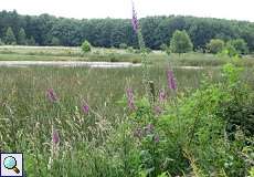 Roter Fingerhut (Digitalis purpurea) im Naturschutzgebiet Lüsekamp