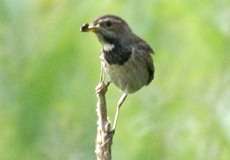 Weibliches Blaukehlchen (Cyanecula svecica) im Naturschutzgebiet Lüsekamp