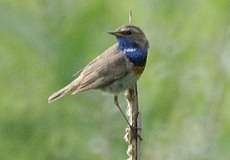 Männliches Blaukehlchen (Cyanecula svecica) im Naturschutzgebiet Lüsekamp