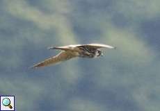 Baumfalke (Falco subbuteo) im Naturschutzgebiet Lüsekamp