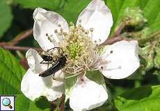 Blüte mit Scharzem Schmalbock (Stenurella nigra) im Naturschutzgebiet Lüsekamp