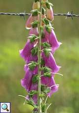 Roter Fingerhut (Digitalis purpurea) im Naturschutzgebiet Lüsekamp