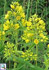 Gewöhnlicher Gilbweiderich (Lysimachia vulgaris) im Naturschutzgebiet Lüsekamp