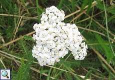 Schafgarbe (Achillea millefolium agg.) im Naturschutzgebiet Lüsekamp