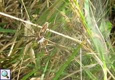 Weibliche Listspinne (Pisaura mirabilis) mit ihrem Nachwuchs im Naturschutzgebiet Lüsekamp