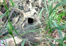 Spinnennetz mit Röhre im Naturschutzgebiet Lüsekamp