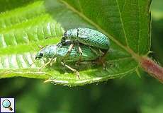 Polydrusus sericeus bei der Paarung